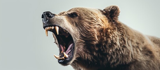 irate bear