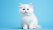 White Cat with Cute Expression on Colored Background
