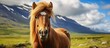 The smile of the Icelandic horse is large!