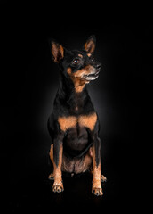 Poster - miniature pinscher in studio