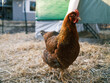 Organic farm chicken with feathers and comb