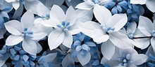 Top View Of White And Blue Leaves Half Frozen In Flower Bed, A Beautiful Winter Plant With A Soft Focus.