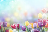 Fototapeta Tulipany - Background of spring flowers for card for the holiday. Women's Day.Background with copy space.