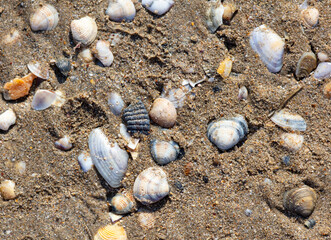 Sticker - Seashells in the sand on the seashore as an abstract background. Texture