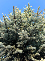 Wall Mural - Blue spruce branches in nature. Close-up