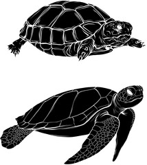 Wall Mural - black silhouette of turtle vector with vintage outline style on white background