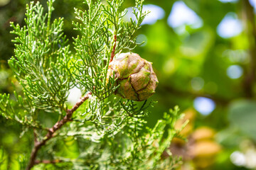 Sticker - travel to Georgia - cone of evergreen cypress on twig close up in Kakheti region on autumn day