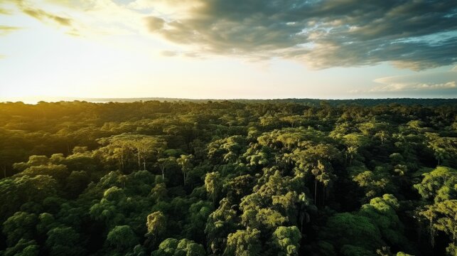Beautiful green Amazon forest landscape at sunset. Adventure, explore, air dron view, vibe