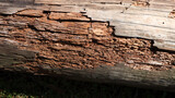 Fototapeta  - Rotten damaged wood