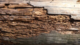 Fototapeta  - Close up view of Rotten damaged wood