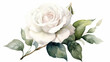A white rose on a white background in watercolor for the wedding, clipart style