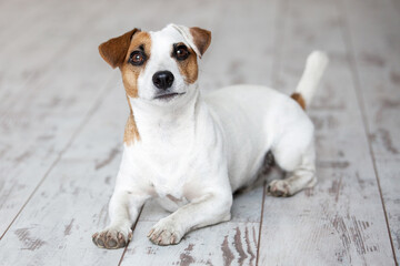 Wall Mural - Dog sitting on white wooden floor at home