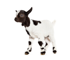 Wall Mural - Side view of a Black and white kid of a Tibetan Pigmy Goat, isolated on white