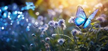 A Butterfly Flies Around In A Blue Flowering Meadow In Spring.