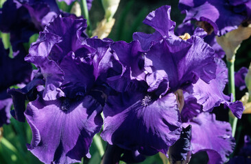  Iris x germanica 'Maldoror' , Iris