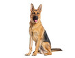 © Eric Isselée - Sitting and panting German shepherd, isolated on white