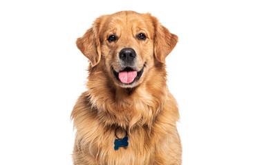Poster - Head shot of a Happy panting Golden retriever dog looking at camera, wearing a collar and identification tag