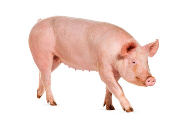 Wall Mural - Side view of a Domestic pig, isolated on white