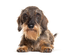 Long Haired Dachshund, Isolated On White