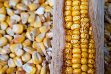 Wall Mural - Dried corn in a patch and in bulk.