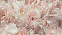 Background With Close Up Of Soft Pink Rose Petals