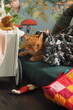 Rudy kot pod kocem w dziecięcym pokoju