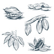 Set of hand drawing cocoa beans.  Vector illustration in line art style
