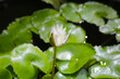 © Bowonpat - Beautiful waterlily or lotus flower with green leaves