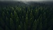 ariel view of pine tree forest