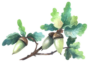 Blue oak Quercus douglasii. Watercolor hand drawing painted illustration.