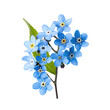 beautiful forget me not flowers isolated on white