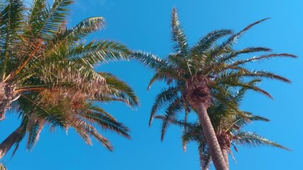 Wall Mural - Beautiful green tropical palm trees on the background of the blue sky