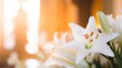 Close-up of Easter lily flowers, blurred background of a springtime church altar
