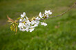 Blüten der Kirsche im Frühling vor grüner Wiese