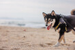 海辺を散歩する柴犬