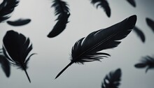 Black Color Feathers, Background 