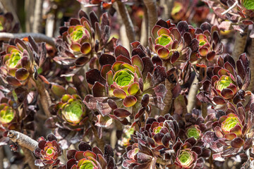 Wall Mural - Group of Aeonium arboreum, the tree aeonium, tree houseleek, or Irish rose plants is on a beautiful blurred orange background in summer