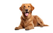 Radiant Happiness The Joyful Dog on a White or Clear Surface PNG Transparent Background