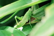 Grasshoppers are fascinating insects belonging to the order Orthoptera, characterized by their powerful hind legs adapted for jumping and their herbivorous diet. |蚱蜢
