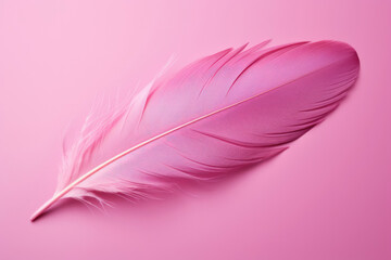 Fluffy detail pink animal bird white background nature closeup wing feather soft abstract