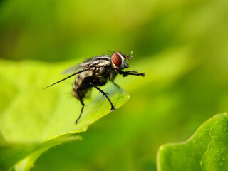fly, insect, macro, nature, leaf, bug, animal, close-up, wing, closeup, pest, detail, housefly, eye,