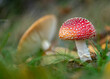 closeup of a fly agaric mushroom in a forest during autumn