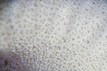 White Texture Of Common Puffball Mushroom. White Hairy Background. Organic Texture.