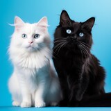 Fototapeta Koty - a black and white cat with blue eyes
