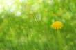 Dandelion on a fresh green background. Spring flower in a sunny warm image. Soft focus.