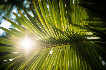 Wall Mural - 
Sun rays passing through palm tree leaves.