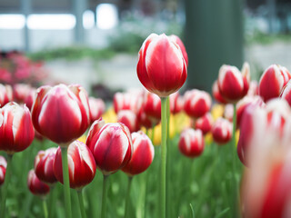 Wall Mural - Close up Red tulip in the garden
