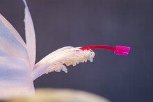 Macro Shot Of A White Flower With Pink Stamen Of A Christmas Cactus