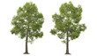 Variety of big trees on transparent background