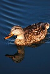 Poster - Brown duck gliding gracefully through a tranquil lake